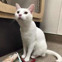 Thumbnail photo of Cleo #3