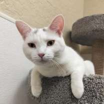 Thumbnail photo of Cleo #4