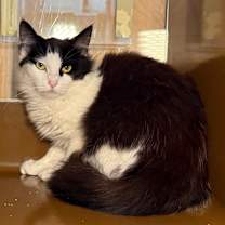 Thumbnail photo of ISABELLA #1