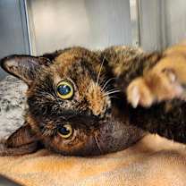 Thumbnail photo of Autumn #2