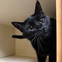 Thumbnail photo of Gypsy (Kitty Kitty) (Cat Cafe) #3