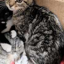 Thumbnail photo of Gio #2