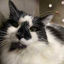 Thumbnail photo of Veni #4