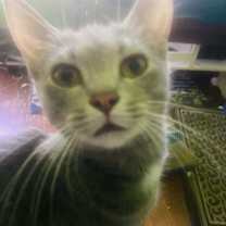 Thumbnail photo of Iris #1