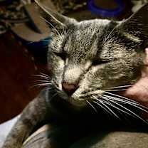 Thumbnail photo of Iris #2