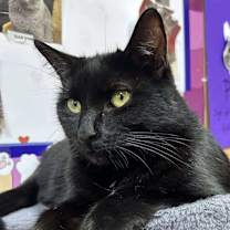 Thumbnail photo of Rose #2