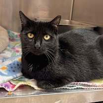 Thumbnail photo of Rose #3