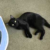 Thumbnail photo of Rose #4