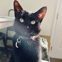 Thumbnail photo of Nova (Courtesy Post) #2