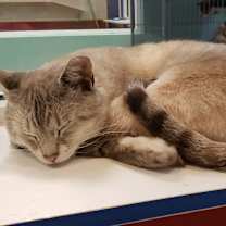 Thumbnail photo of Chester #3