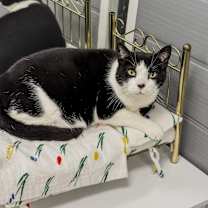 Thumbnail photo of Albus #2