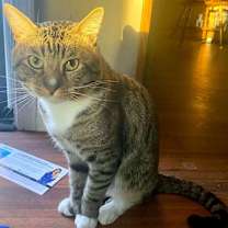 Thumbnail photo of SAMMY #4