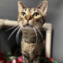 Thumbnail photo of Simon #1