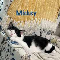 Thumbnail photo of Matthew w/Mickey, Willow Grove (FCID 11/10/22-3) #2