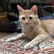 Thumbnail photo of CLEMENTINE #1