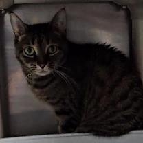 Thumbnail photo of Mimosa #1