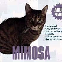 Thumbnail photo of Mimosa #2