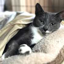 Thumbnail photo of CYPERUS #1