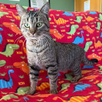 Thumbnail photo of Ripley #2