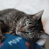 Thumbnail photo of Angelee #1