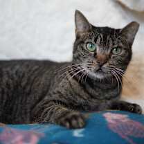 Thumbnail photo of Angelee #2