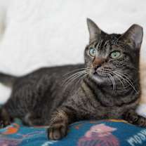 Thumbnail photo of Angelee #3