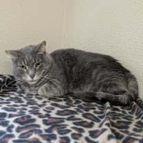 Thumbnail photo of Quinta #3