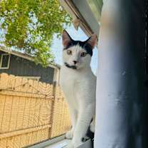 Thumbnail photo of Safari #1