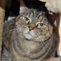 Thumbnail photo of Iris #3