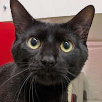 Thumbnail photo of Panther (Special Adoption Fee) #1