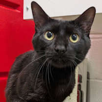 Thumbnail photo of Panther (Special Adoption Fee) #2