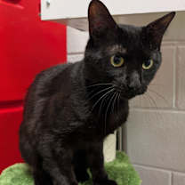 Thumbnail photo of Panther (Special Adoption Fee) #3