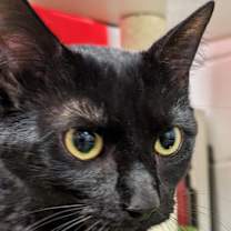 Thumbnail photo of Panther (Special Adoption Fee) #4