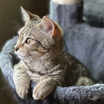 Thumbnail photo of Gecko #1