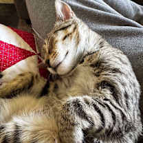 Thumbnail photo of Gecko #2