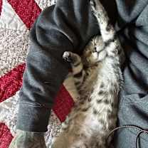 Thumbnail photo of Gecko #3