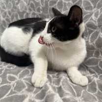 Thumbnail photo of Paprika #4