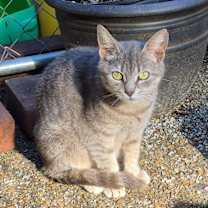 Thumbnail photo of Daisy #1