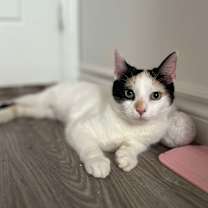 Thumbnail photo of BLOSSOM #2