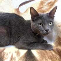 Thumbnail photo of Tigra #1