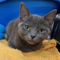 Thumbnail photo of Tigra #2