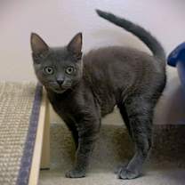 Thumbnail photo of Tigra #3