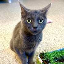 Thumbnail photo of Tigra #4