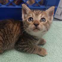 Thumbnail photo of Kiki (fka Pom Pom) #4