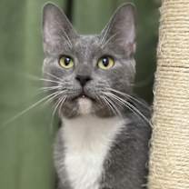 Thumbnail photo of Agatha #3