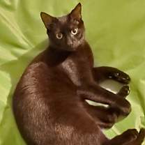 Thumbnail photo of Rudra #2