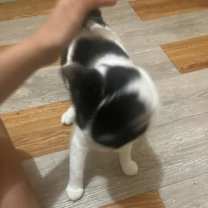 Thumbnail photo of Daisy #4