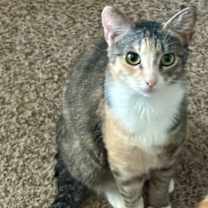 Thumbnail photo of Astra #2