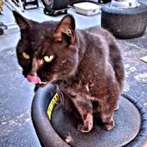 Thumbnail photo of Layla #2