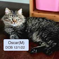 Thumbnail photo of Oscar #1